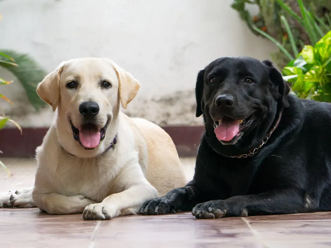 #2. Temperament and Personality: The "Love You" vs. "Love Me" Dog (Image Credits: Unsplash)