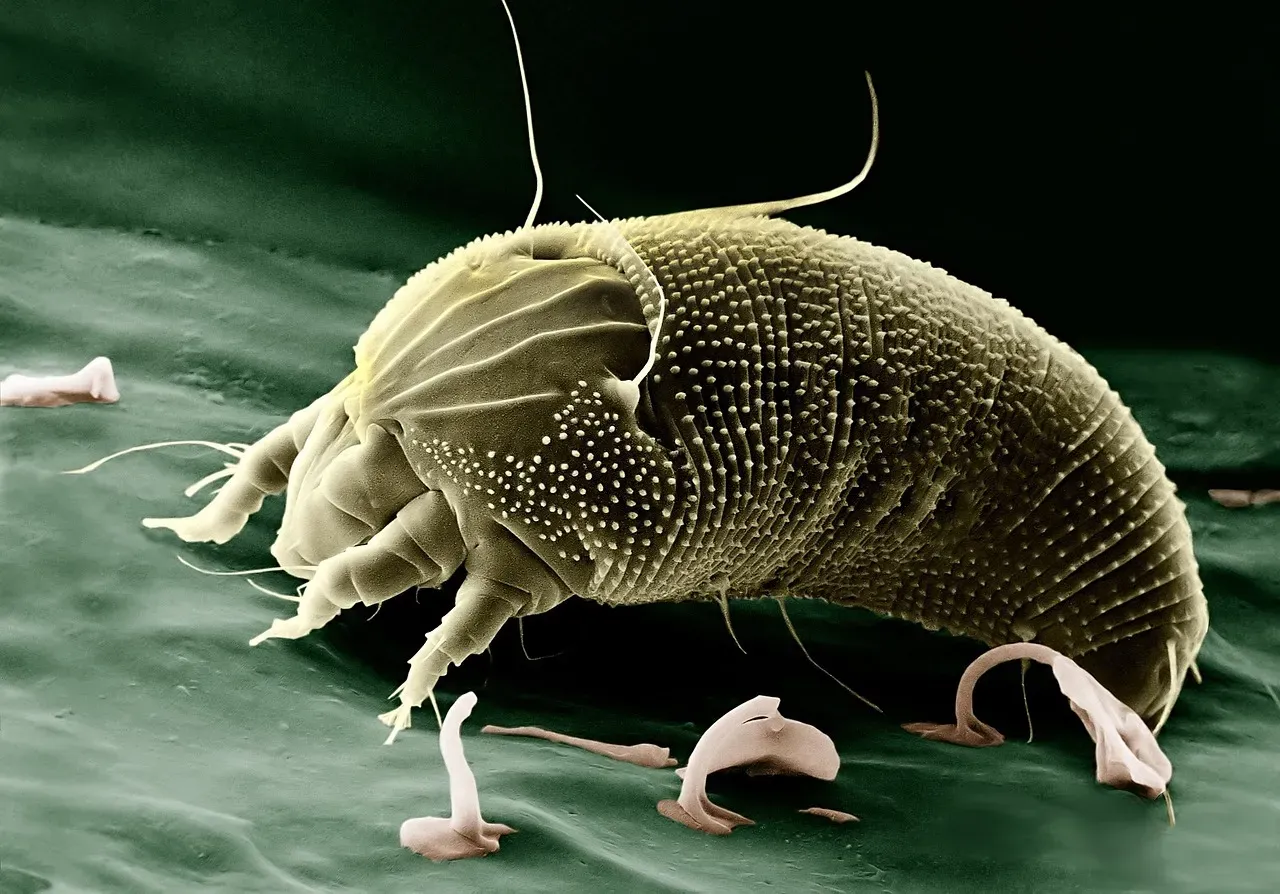 #4 Winter Dust Mite and Indoor Allergen Flares (Image Credits: Pixabay)