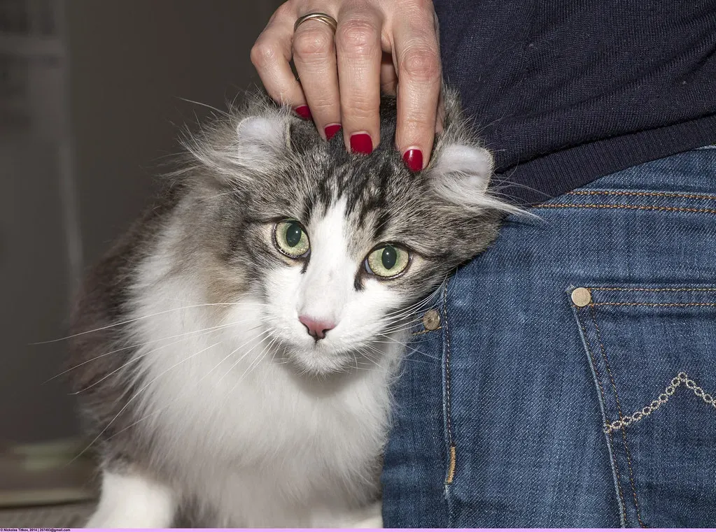 The American Curl: Ears That Steal Hearts (Image Credits: Flickr)