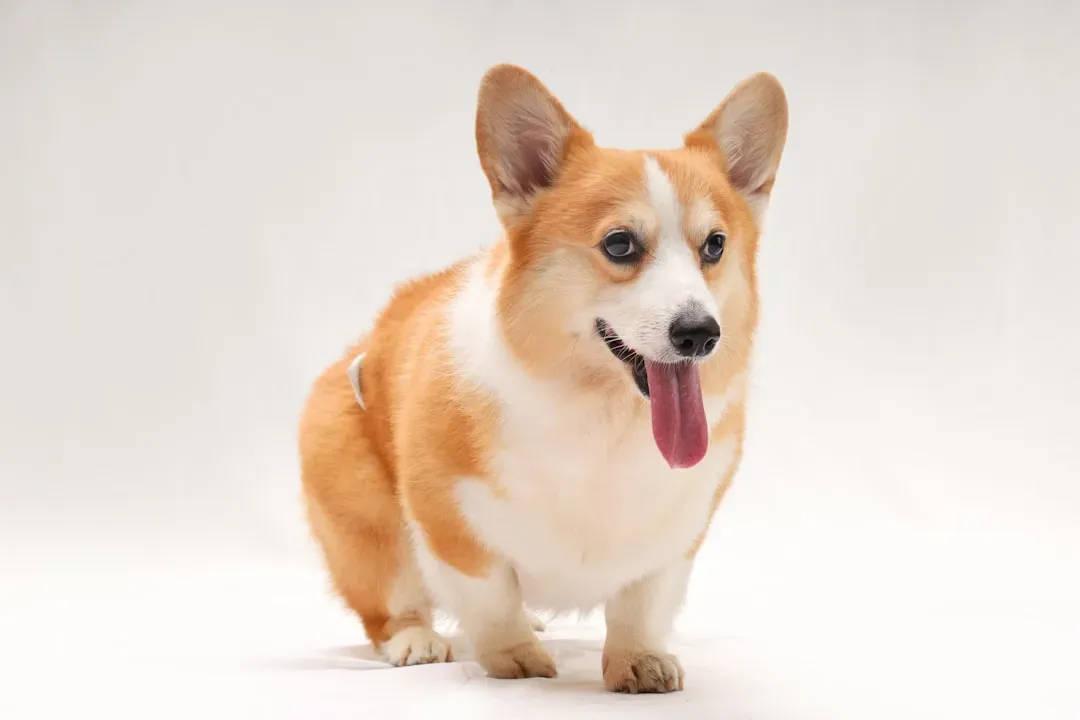 9. Pembroke Welsh Corgi - The Herding Royalty With a Heart of Gold (Image Credits: Unsplash)