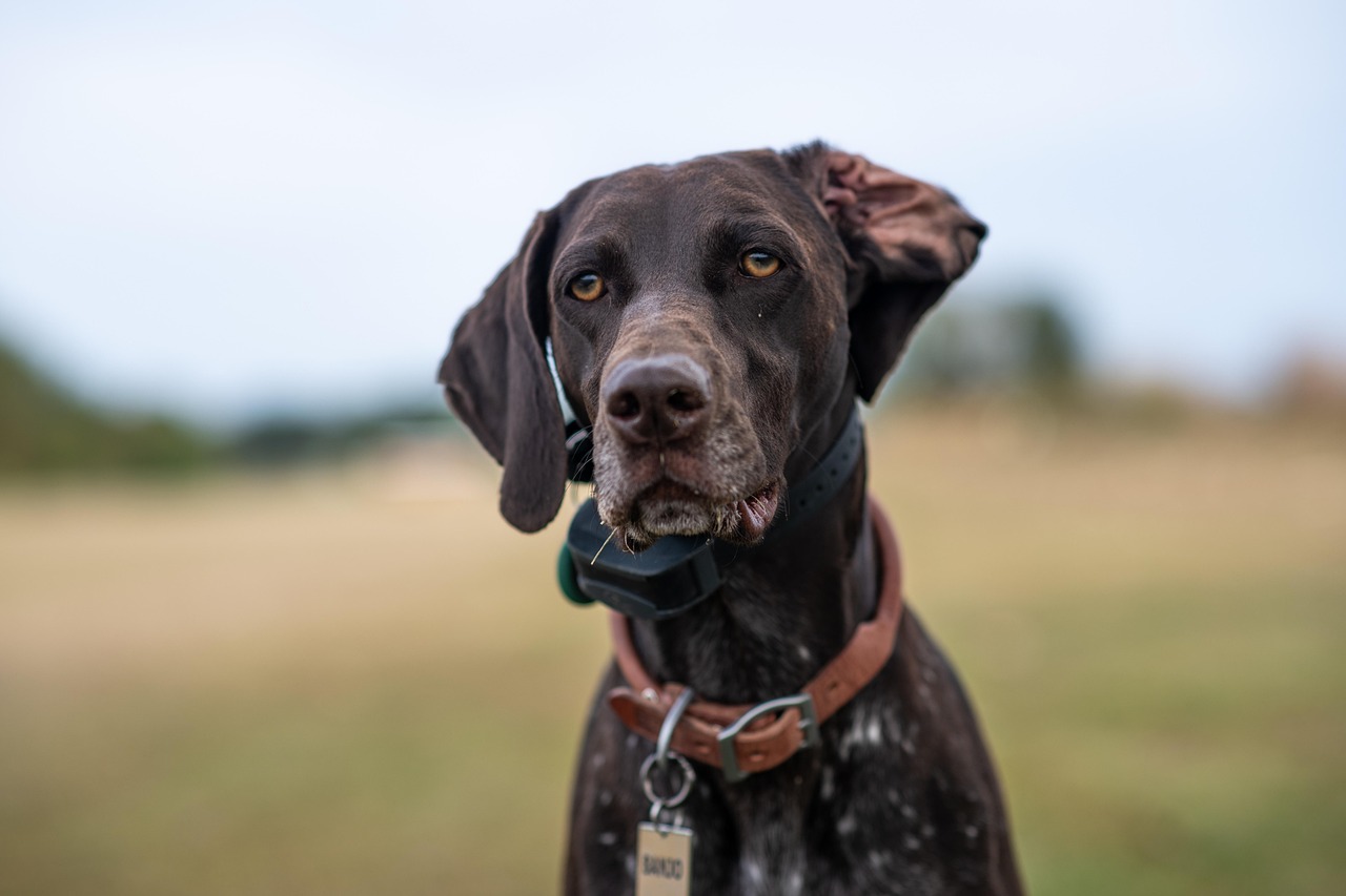 German Shorthaired Pointers - The Versatile Water Athlete (Image Credits: Pixabay)