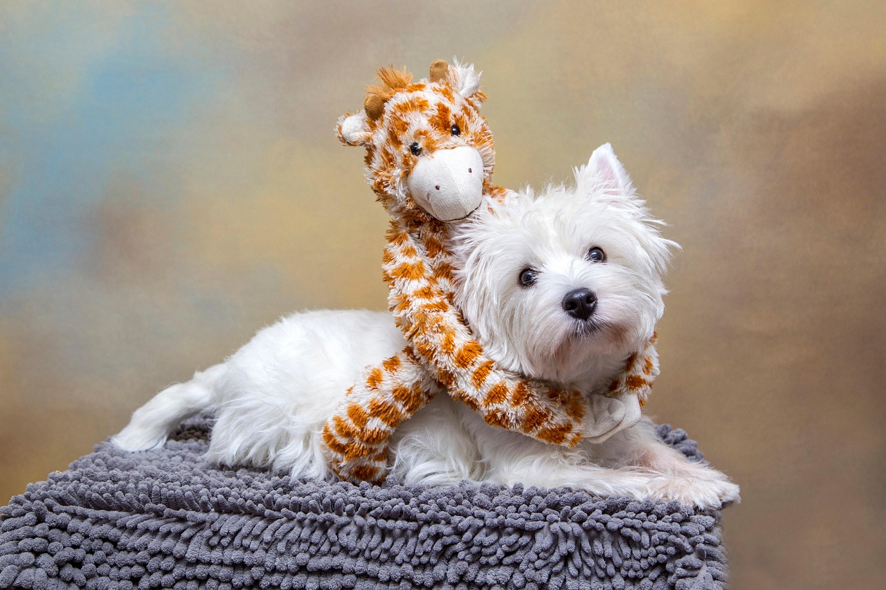 West Highland White Terrier: The Hardy Highlander (Image Credits: Pixabay)