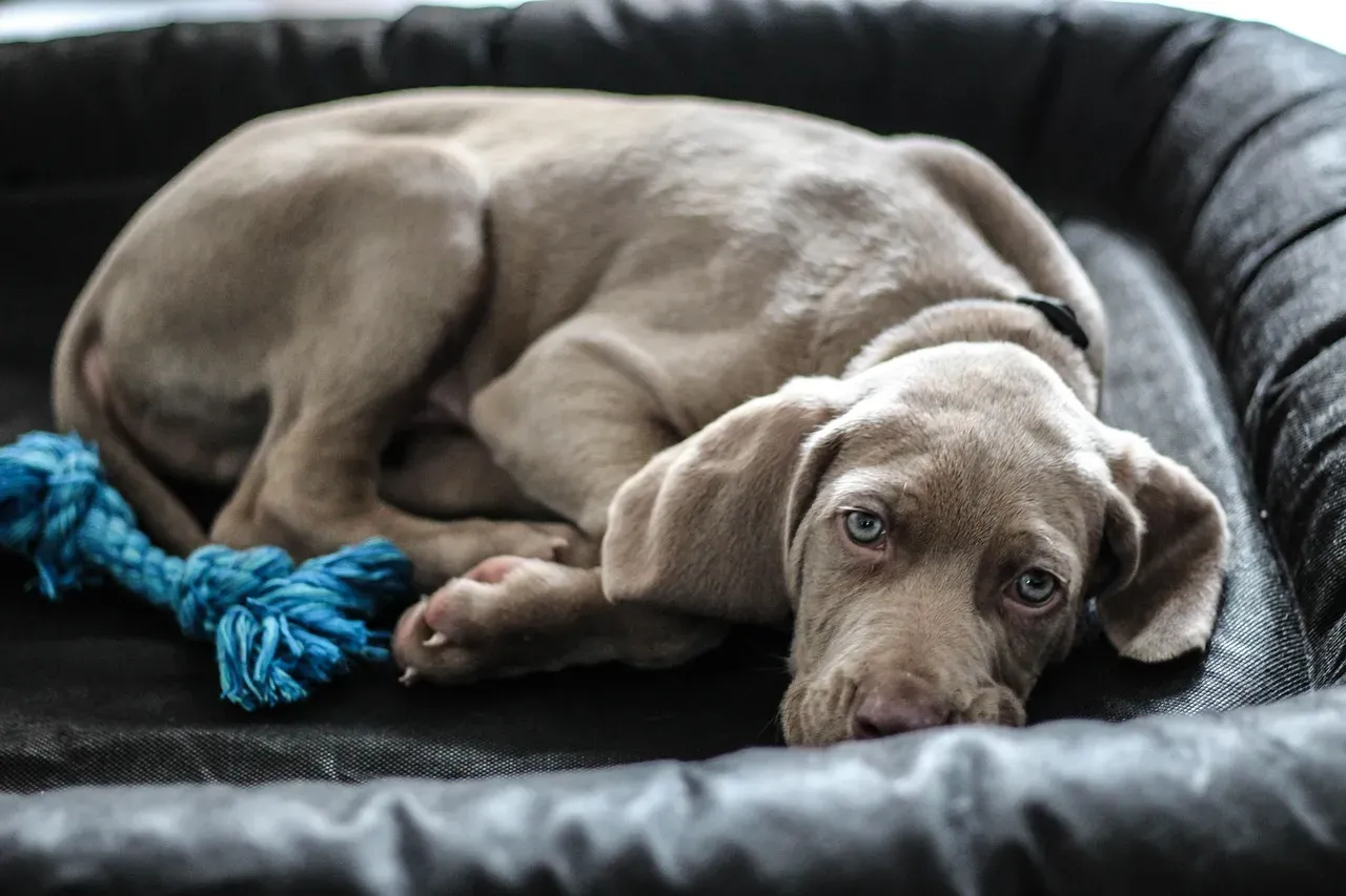 Breed Differences in Behavior (Image Credits: Pixabay)