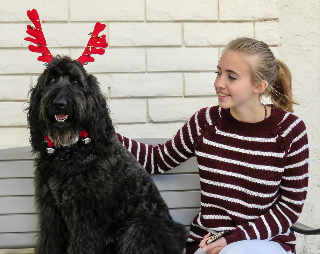 The Role of Positive Experiences in Canine Well-being (Image Credits: Flickr)