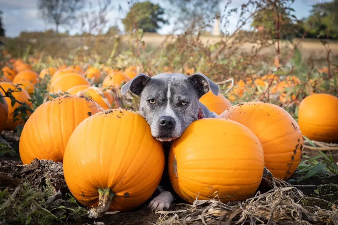 #3 Pumpkin (Image Credits: Unsplash)