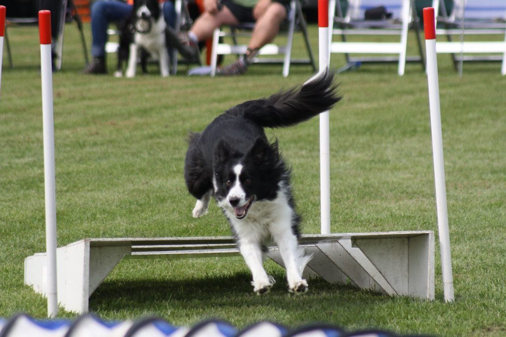 Border Collie (Image Credits: Flickr)