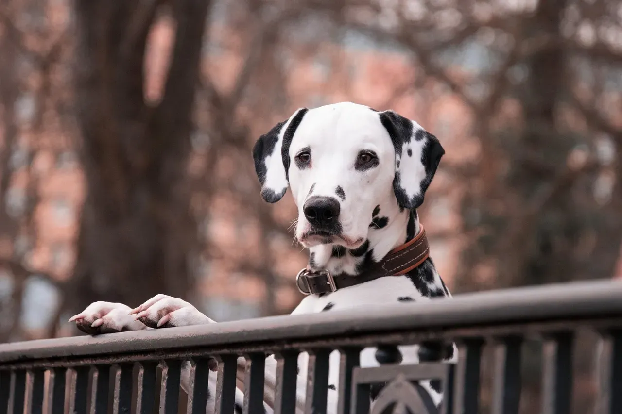 Dalmatians Need Structure and Patience (Image Credits: Pixabay)