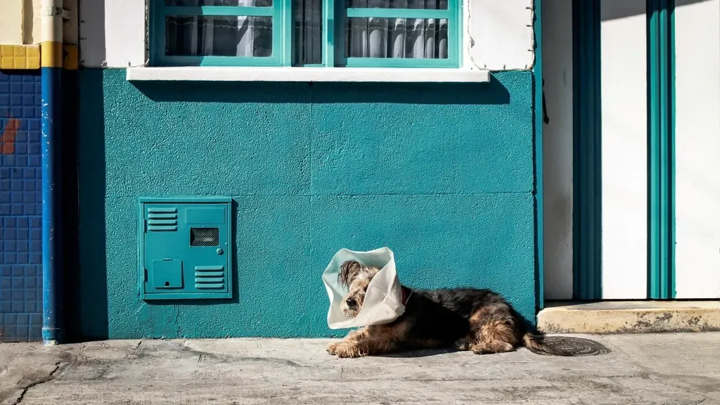 Sign 3: Regular Veterinary Care (Image Credits: Rawpixel)