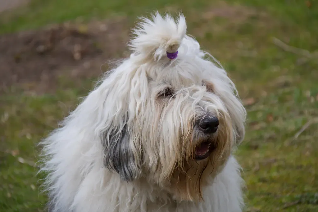 Conclusion: See the Dog, Not the Label (Image Credits: Flickr)