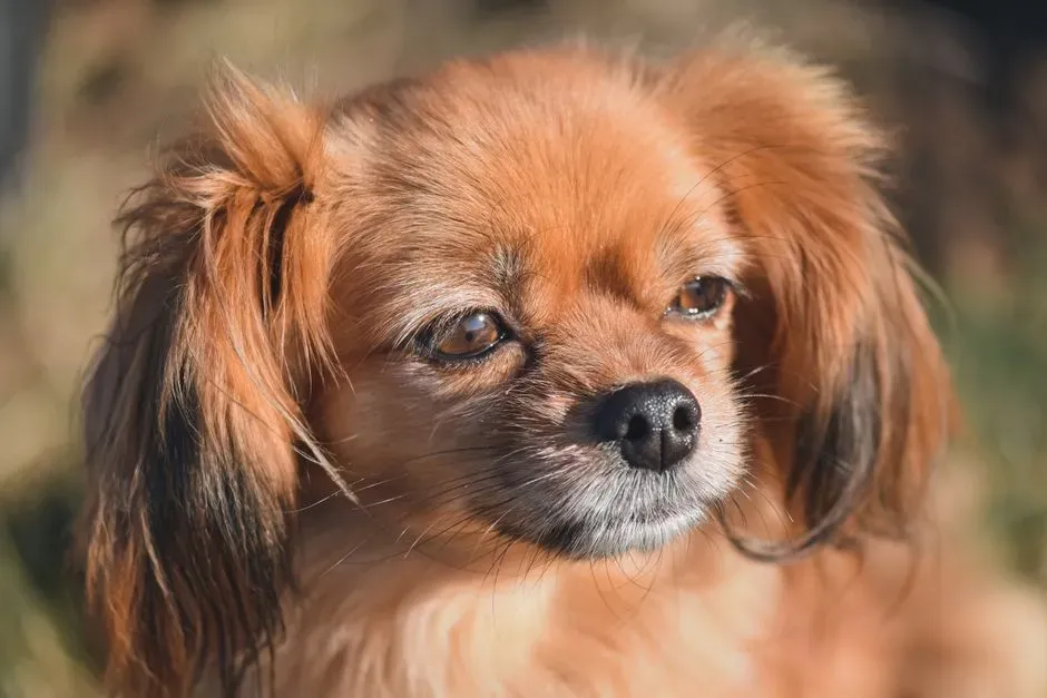 Tibetan Spaniel: The Watchful, Sofa-Sized Guardian (Image Credits: Pexels)