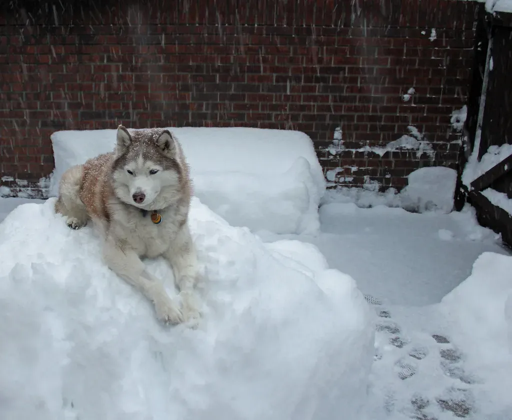 Siberian Husky: The Quintessential Snow Dog (Image Credits: Flickr)