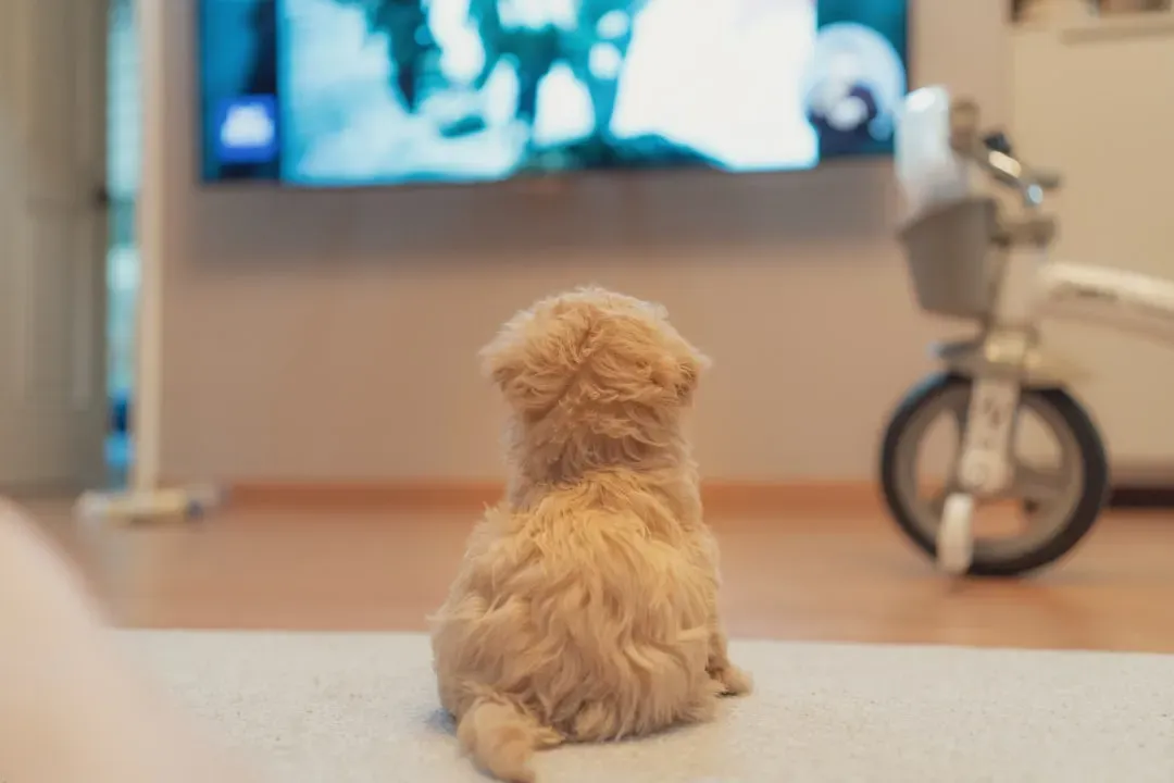Your Dog Really Is Watching the Screen (No, Seriously) (Image Credits: Unsplash)