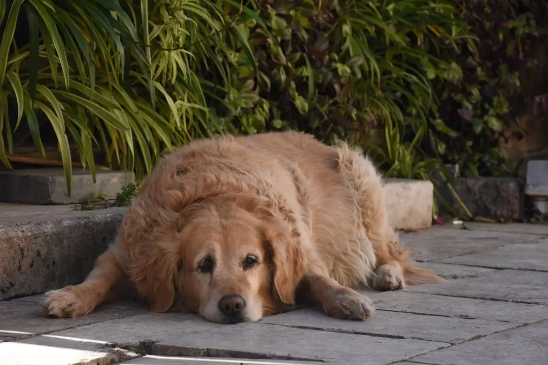 3. Your Dog’s Weight Is One Of The Biggest Lifespan Levers You Actually Control (Image Credits: Unsplash)