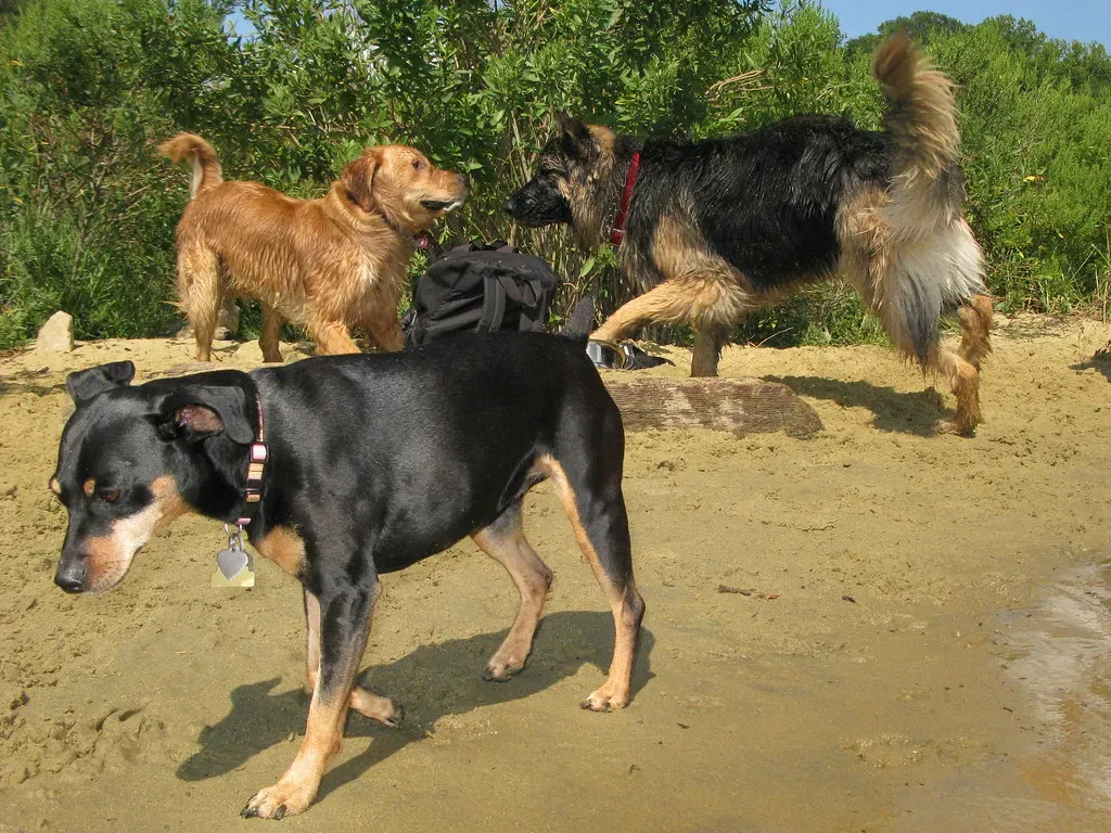 9. Miniature Pinscher: The King of Toys With a Napoleon Complex (marabuchi, Flickr, CC BY-SA 2.0)