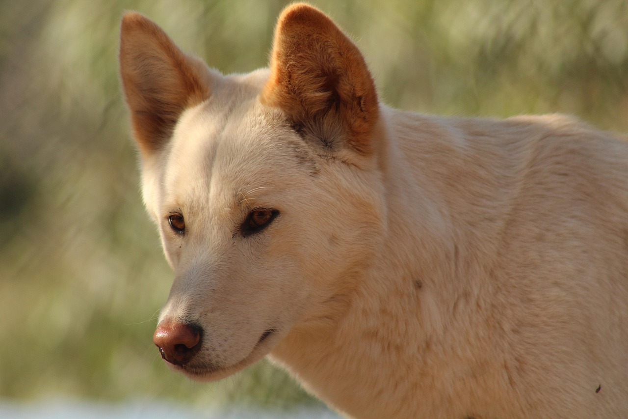 Taurus (April 20 – May 20): The Dingo (Image Credits: Pixabay)