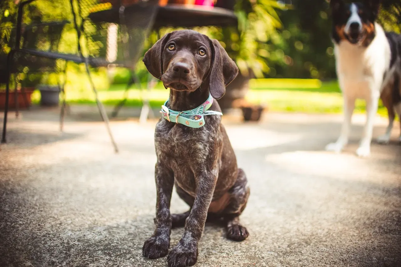 German Shorthaired Pointer: The Frustrated Hunter (Image Credits: Pixabay)