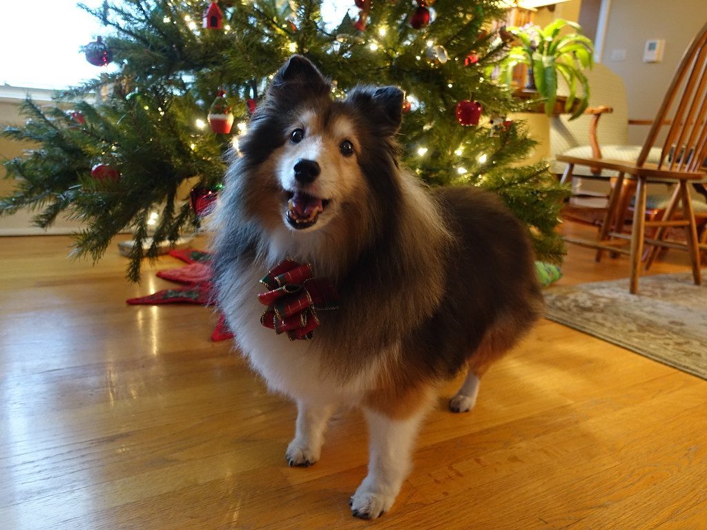 Securing Your Tree Like a Pro (Image Credits: Flickr)