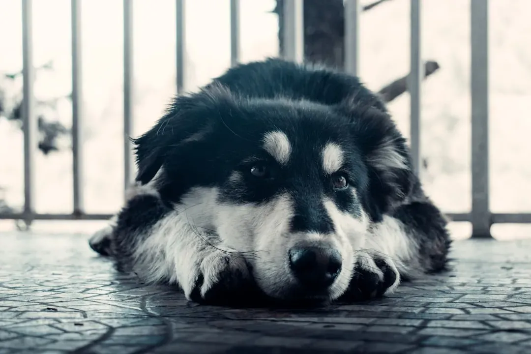 Your Dog Mirrors Your Stress Levels (Image Credits: Unsplash)