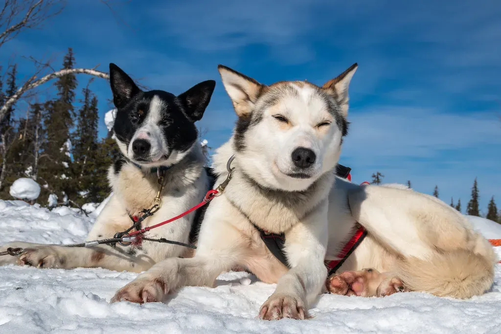 The Hidden Dangers Beyond Just Temperature (Image Credits: Flickr)