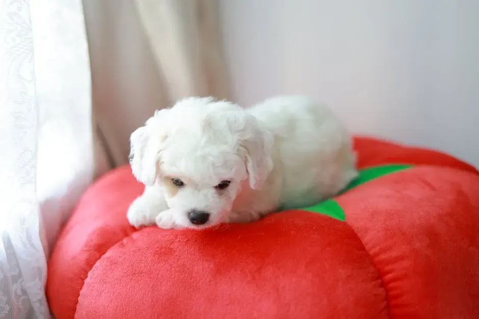 3. Bichon Frise: The Pretty Pup With a Messy Secret (Image Credits: Pexels)