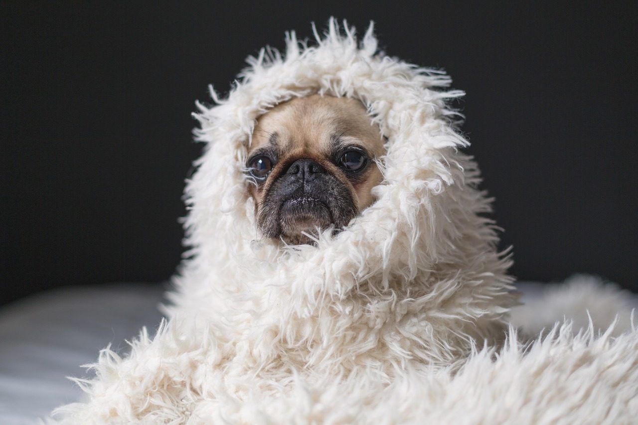 Pug: Short on Coat, High on Snuggles (Image Credits: Pixabay)