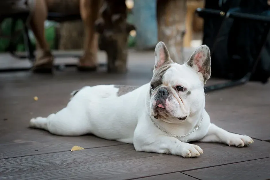 #13 - Their Ears and Body Relax Only When You’re Close (Image Credits: Pexels)