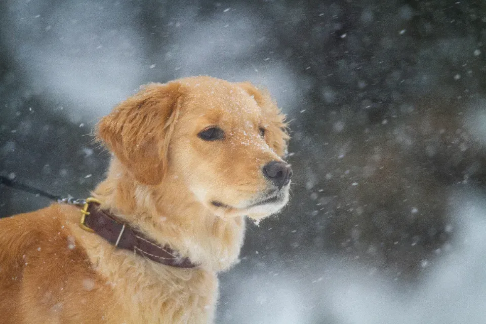 Golden Retriever: The Crowd-Pleaser With A Heart of Gold (Image Credits: Stocksnap)