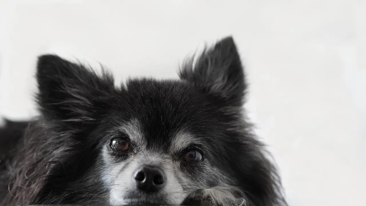 Their Sensitivity Gets Overlooked (Image Credits: Pixabay)