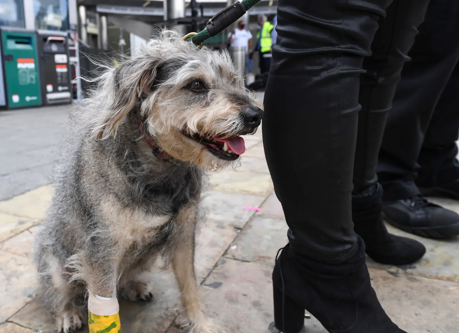 The Healing Goes Both Ways: How Rescue Dogs Change Human Lives (MTA Chief Customer Officer Honors NYC Transit Employee with Commendation for Dog Rescue, CC BY 2.0)