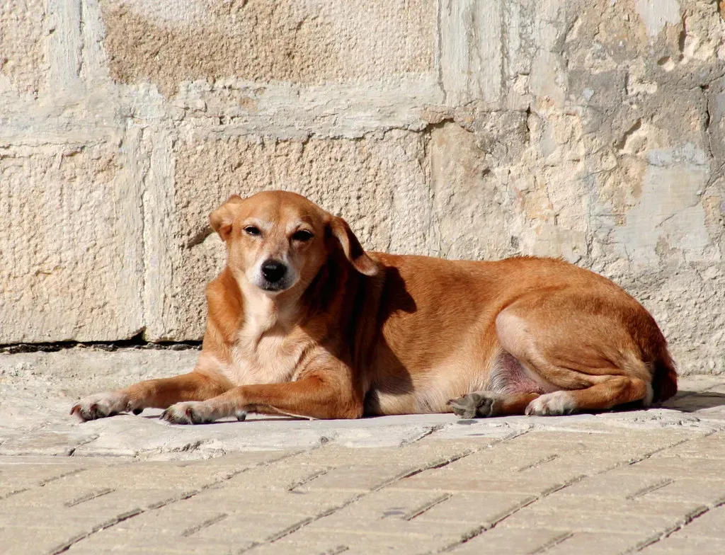 #13. Absorbing and Mirroring Human Grief (foxypar4, Flickr, CC BY 2.0)