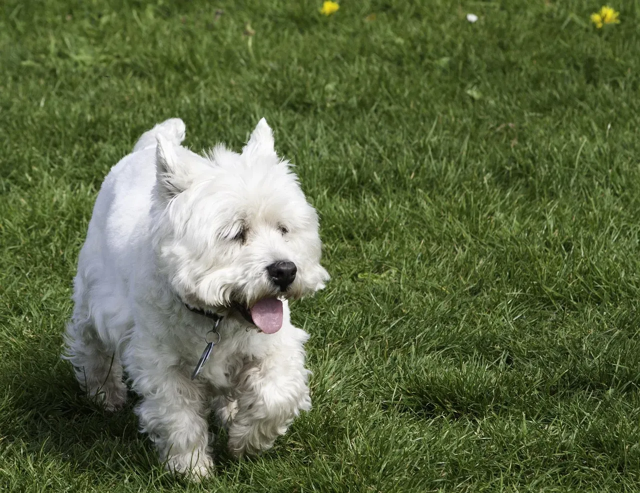 11. West Highland White Terrier (Westie): Vigilant to a Fault (Image Credits: Pixabay)
