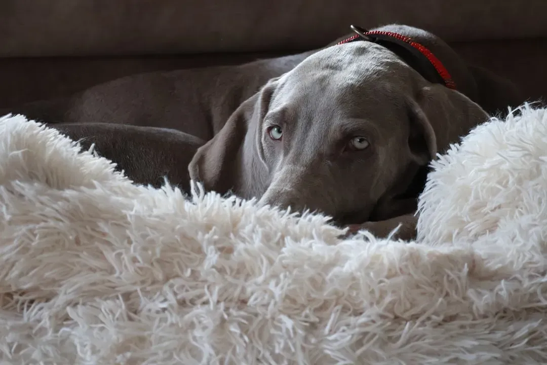 Weimaraner: The Velcro Dog with Separation Issues (Image Credits: Unsplash)