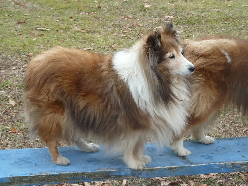 Conclusion: The Grey Muzzle That Will Change Your Life (Paul J. Morris, Flickr, CC BY-SA 2.0)