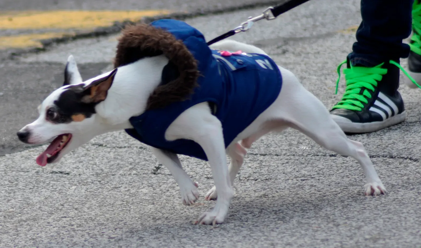 7. Hyper Behavior That Looks “Naughty” or Overexcited (Dog excited to be in the Parade, CC BY 2.0)