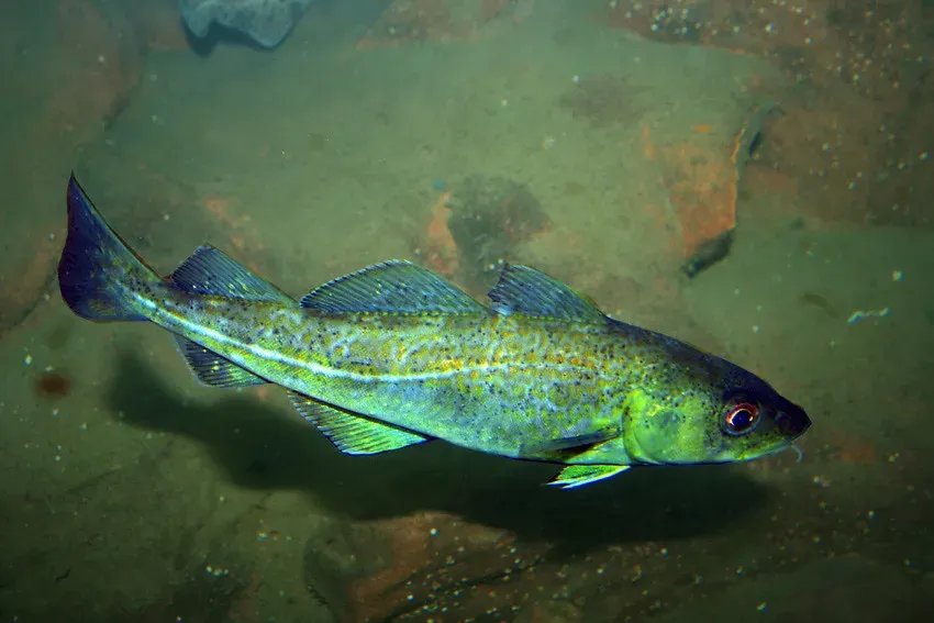 3. Cod: The Gentle Option for Sensitive Stomachs (Little Boffin (PeterEdin), Flickr, CC BY 2.0)