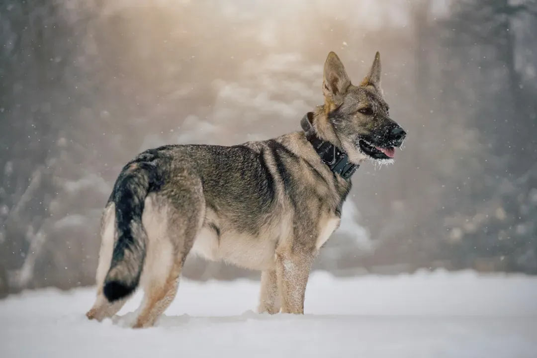 11. German Shepherd: The Versatile Protector (Image Credits: Unsplash)