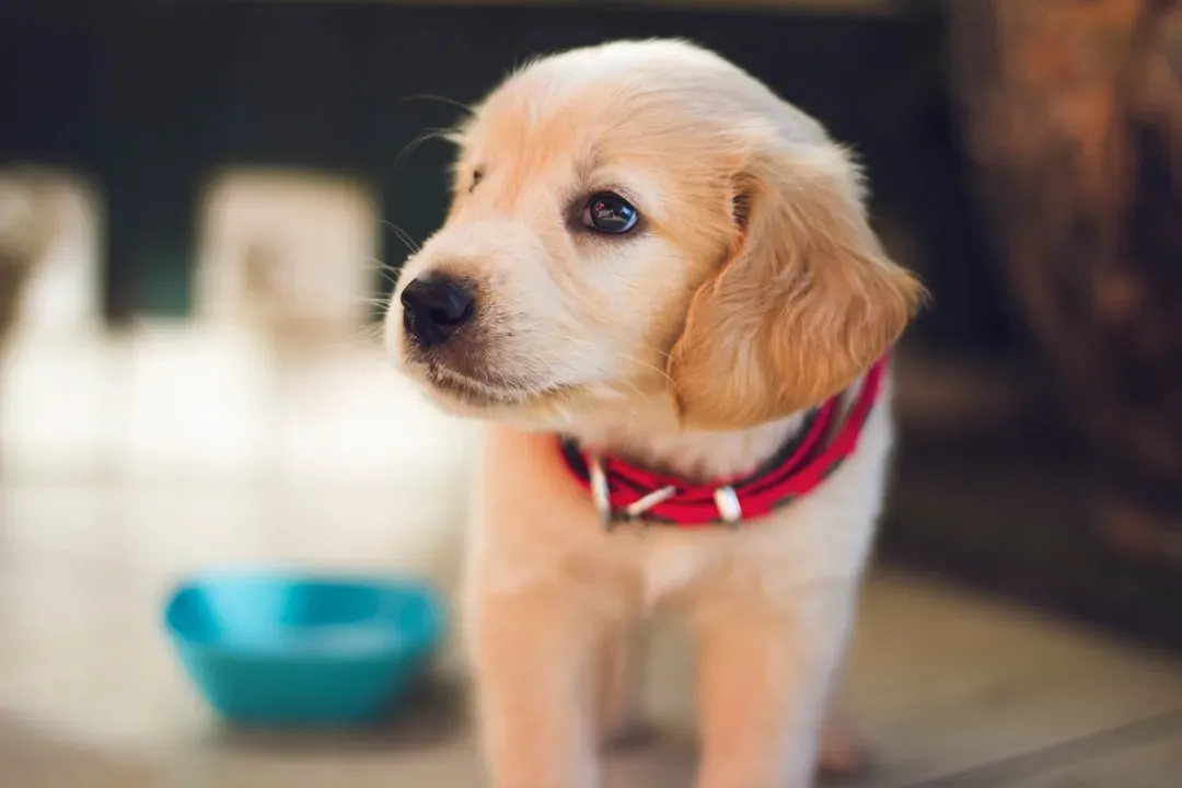 Conclusion: The Real Cost of a “Forever Puppy” (Image Credits: Unsplash)