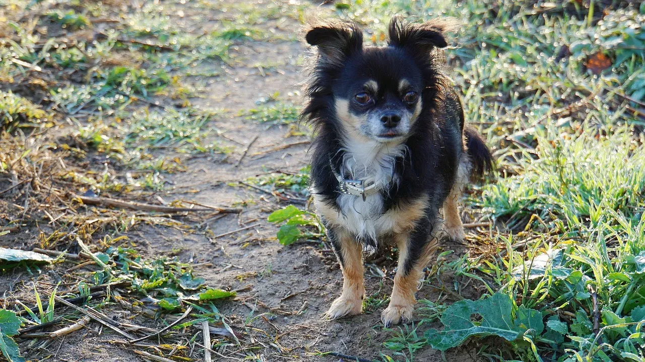 4. Chihuahua: Tough Attitude, Surprisingly Vulnerable (Image Credits: Pixabay)