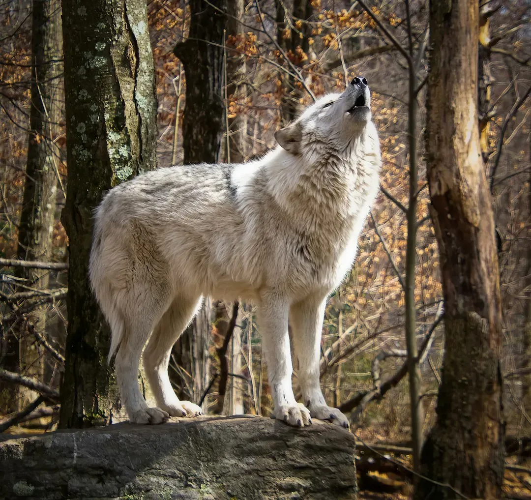 Understanding Protective and Warning Wolf Dreams (Image Credits: Unsplash)