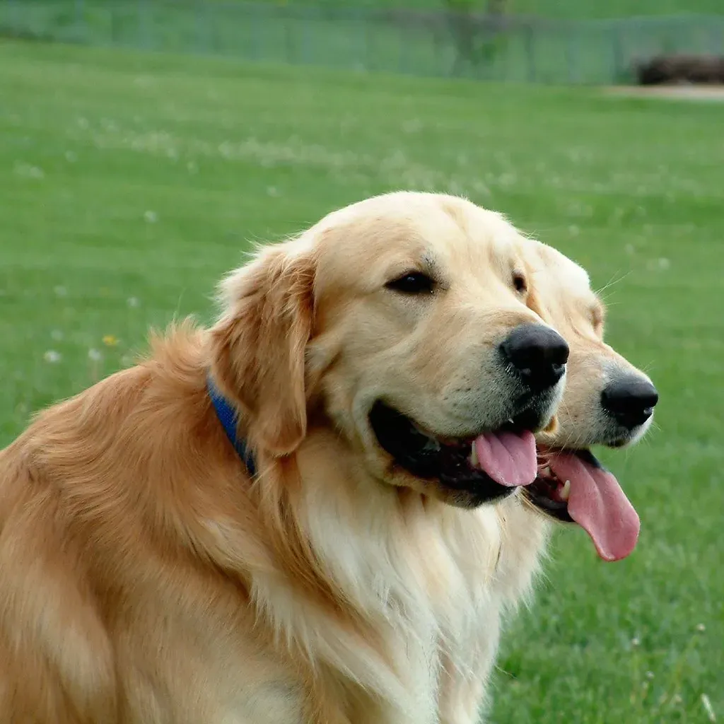 3. Golden Retriever: The Joyful, Lifelong Learner (Image Credits: Flickr)