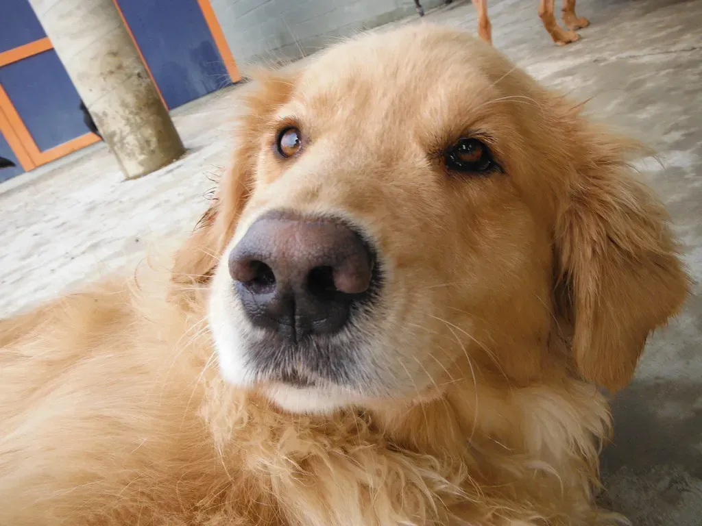 15. Mounting Isn't Always About Reproduction (Image Credits: Flickr)