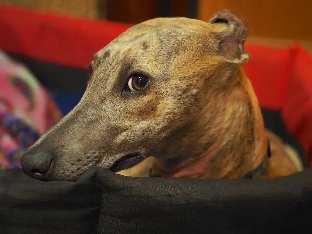 That Heartbreaking “Guilty” Look Is Mostly About You (Paris B-A, Flickr, CC BY 2.0)