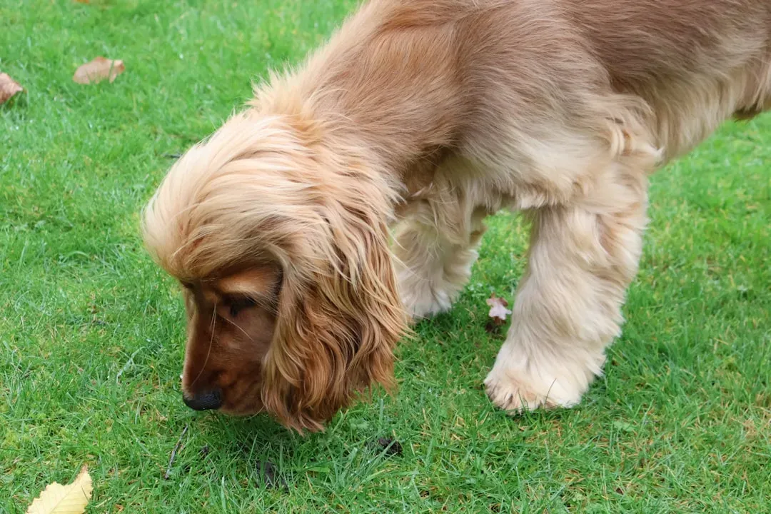 Sniffing the Same Spots on Walks (Not Just the Walk Itself) (Image Credits: Unsplash)