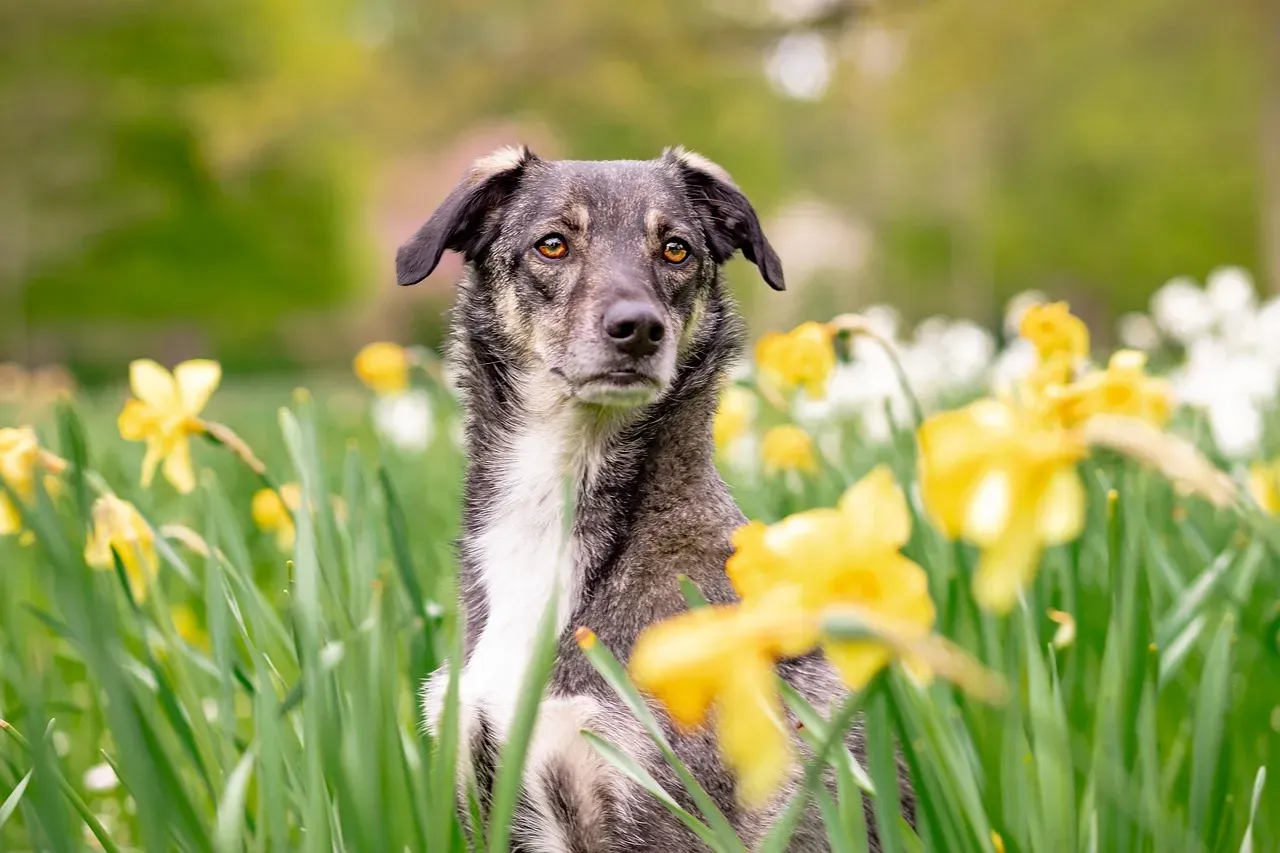Mixed-Breed Dogs: The Surprising Wild Card in Illness Detection (Image Credits: Pixabay)