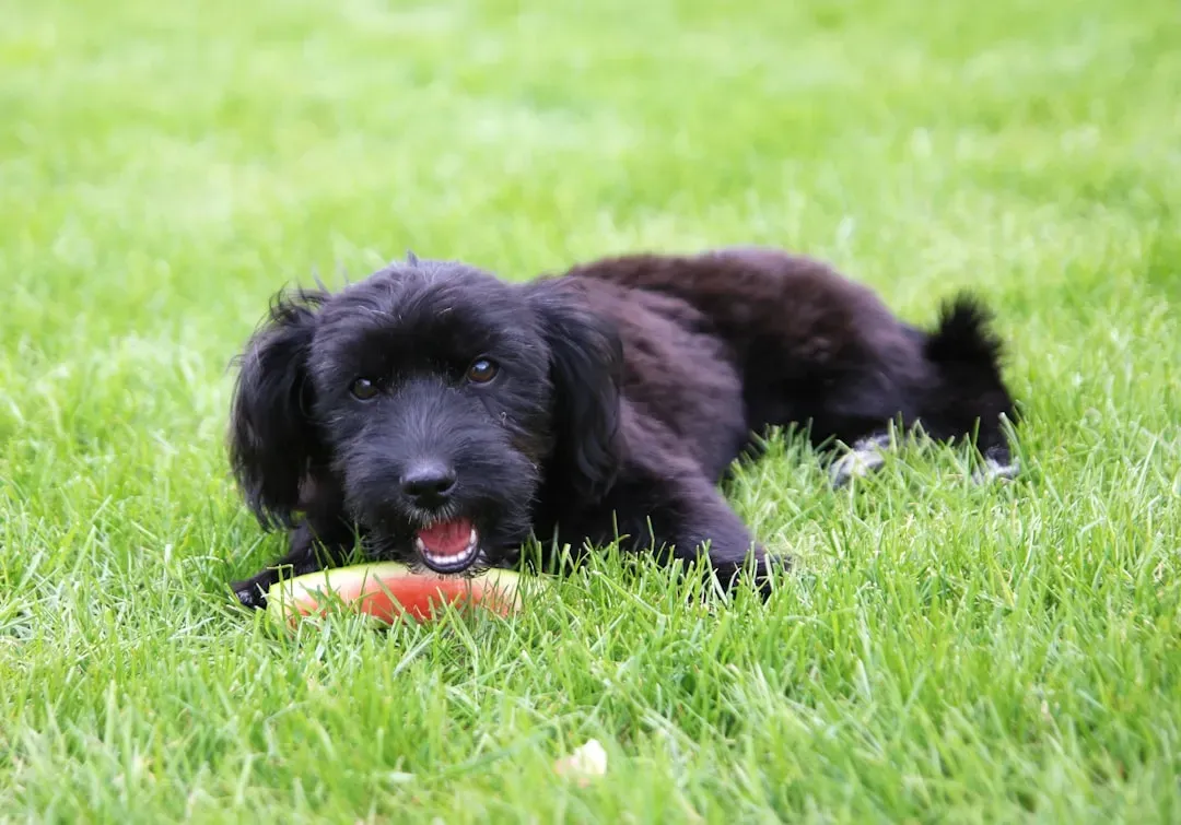 Conclusion: Stop Panicking, Start Listening to What Your Dog’s Grass Habit Really Says (Image Credits: Unsplash)