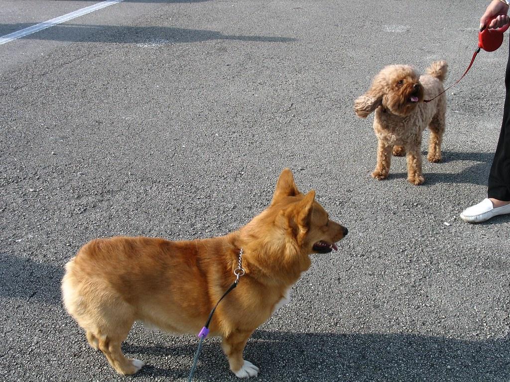 When Herding Becomes a Household Problem (Image Credits: Flickr)