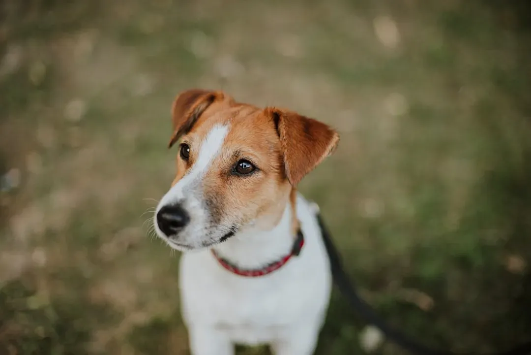 Jack Russell Terrier (Image Credits: Unsplash)
