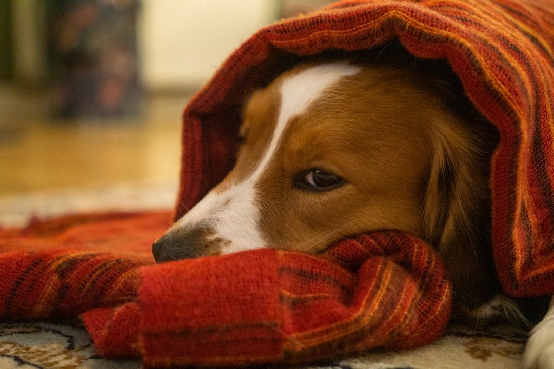 Which Dogs Benefit Most From Weighted Blankets (Image Credits: Unsplash)