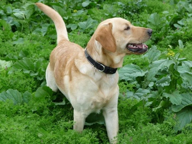 Labrador Retriever: The Loyal Companion (Image Credits: Flickr)