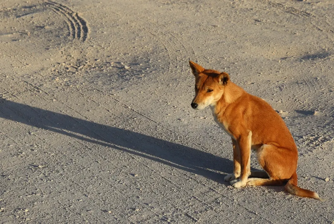What Dingo Bonds Reveal About The Nature Of “Family” In Canines (Image Credits: Unsplash)